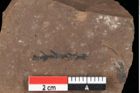 Foto (Detailansicht) von Glyptostrobus ungeri Heer (NHMW-GEO-2024-0188-0186)